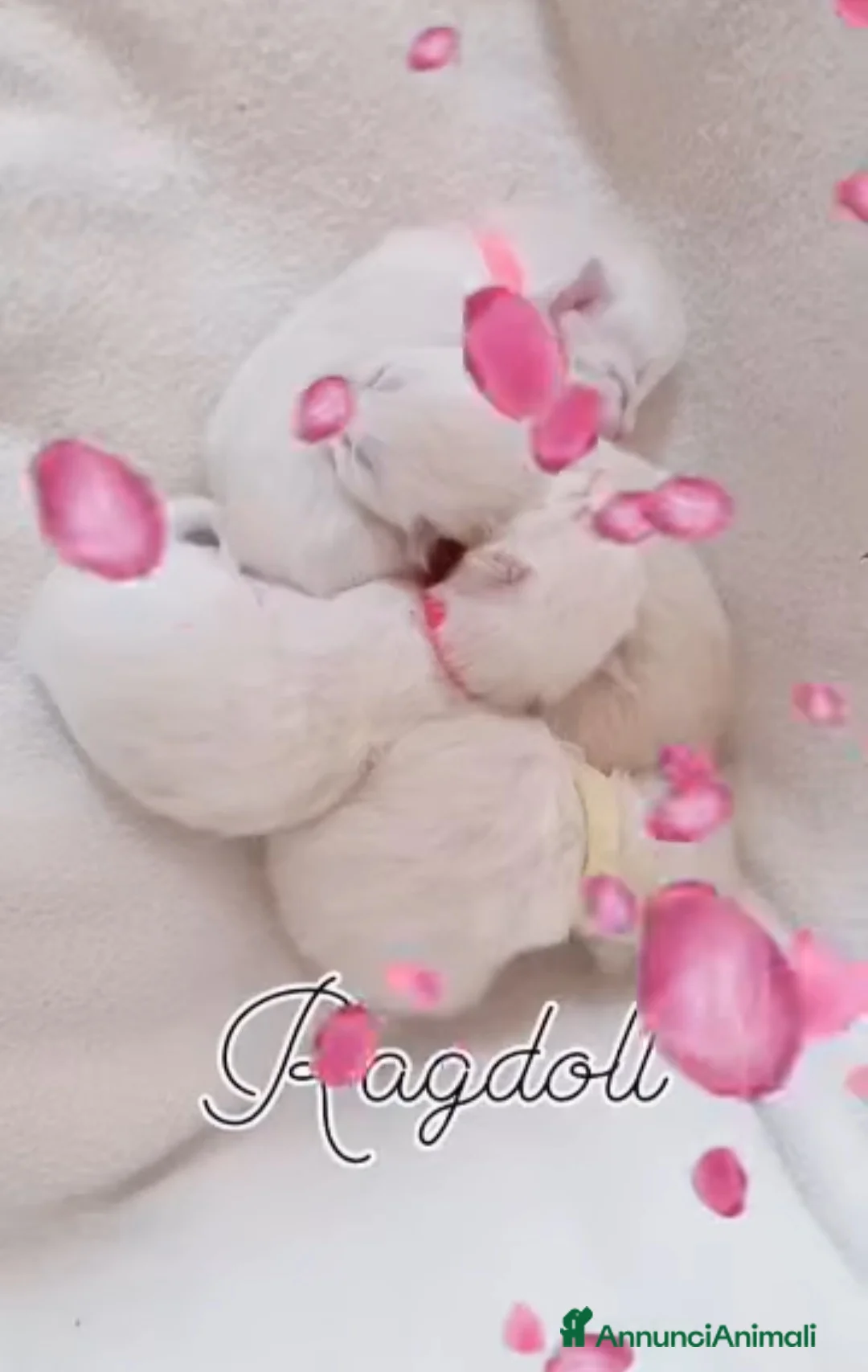 Ragdoll gatti in vendita: Benvenuti al mondo piccoli ragdoll - Annuncio 2