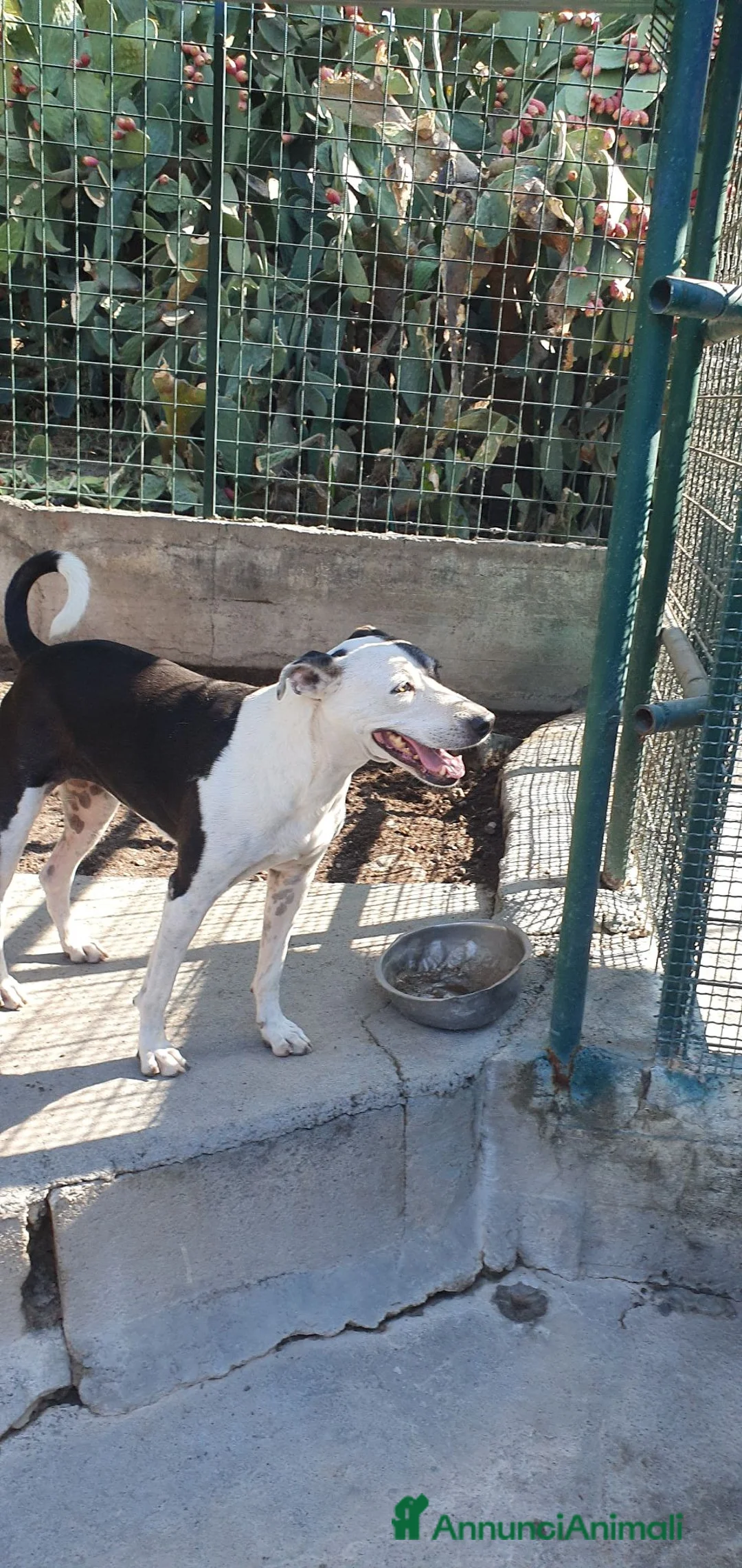 Meticcio cani in regalo: Biancavilla in canile a Catania - Annuncio 2