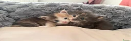 Maine Coon gatti in vendita: Da Leo e alaska 5  fantastici cuccioli!!! - Annuncio 15