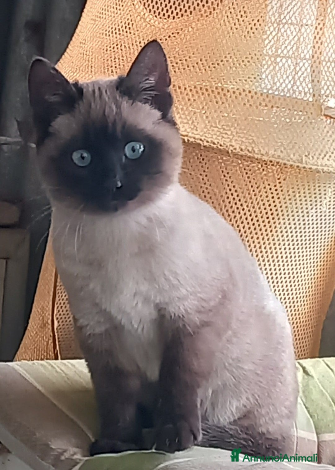 Siamese gatti in vendita: Bellissimi Thai - Annuncio 3