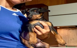 Pinscher Miniatura cani in vendita: Meraviglioso cucciolo di Pinscher Nano a Provincia di Perugia - Immagine 4