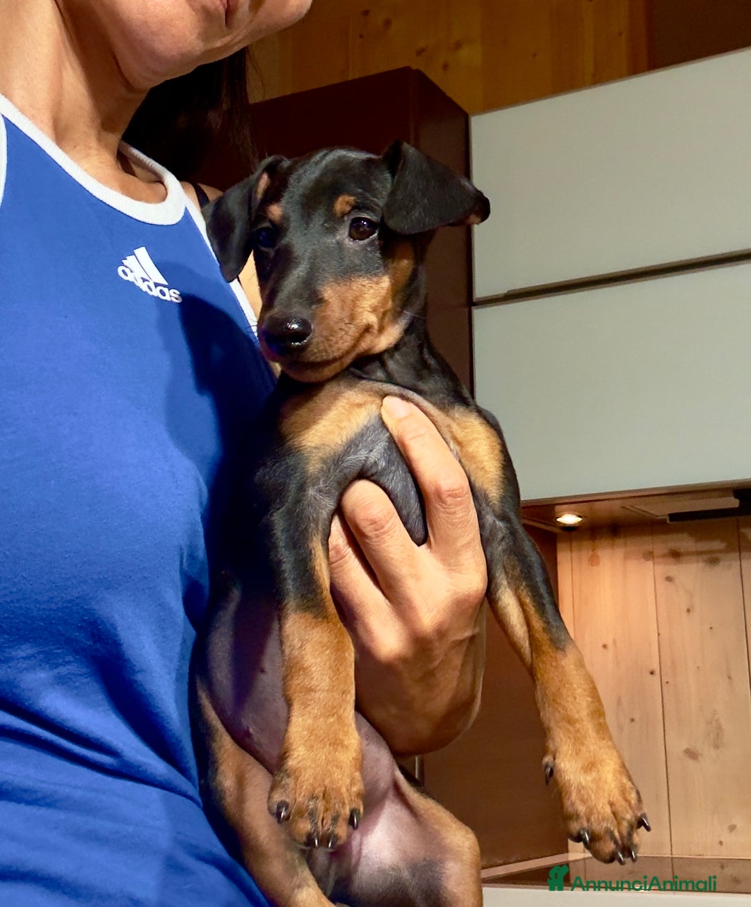 Pinscher Miniatura cani in vendita: Meraviglioso cucciolo di Pinscher Nano a Provincia di Perugia - Immagine 4