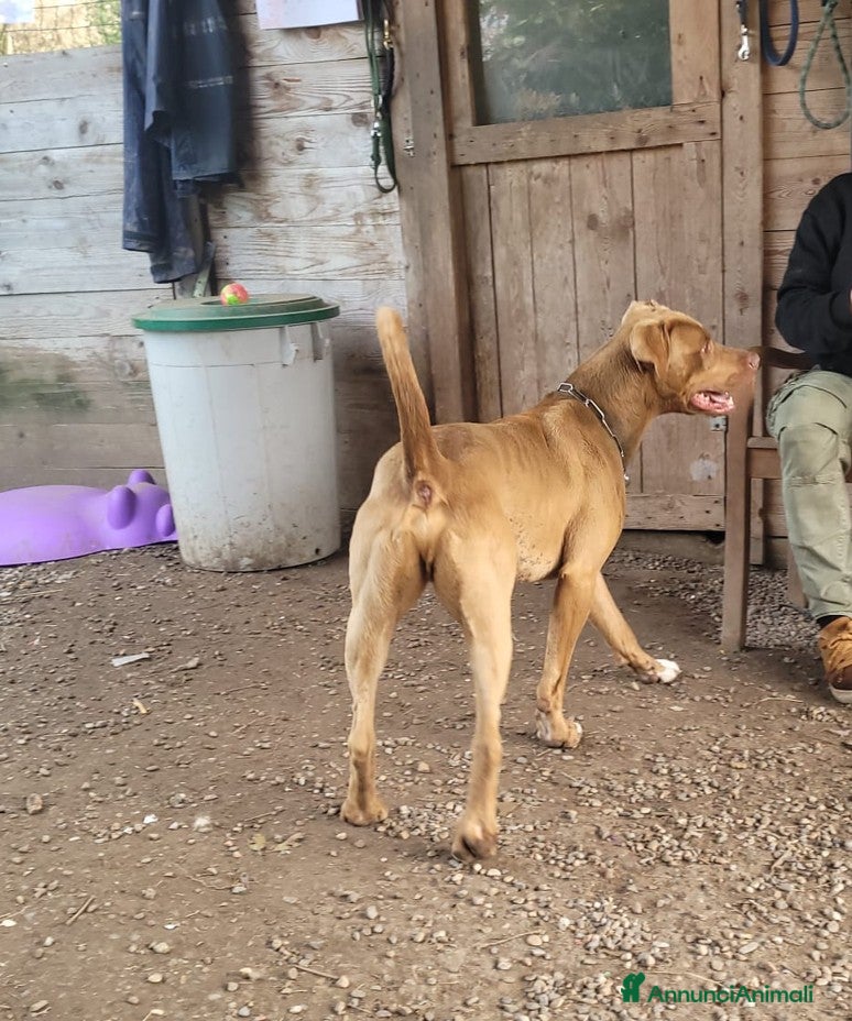 Pitbull cani in regalo: Zoro, splendido Pitbull Red Nose - Annuncio 2