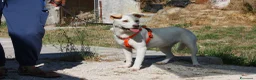 Meticcio cani in regalo: Akira mix labrador in adozione  - Annuncio 7