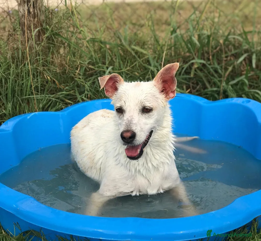 Meticcio cani in regalo: TILLA a Provincia di Latina - Annuncio 1