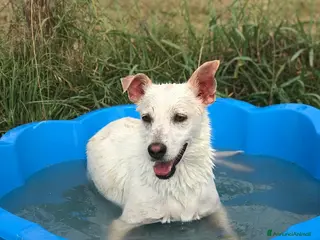 Meticcio cani TILLA a Provincia di Latina - Annuncio 31