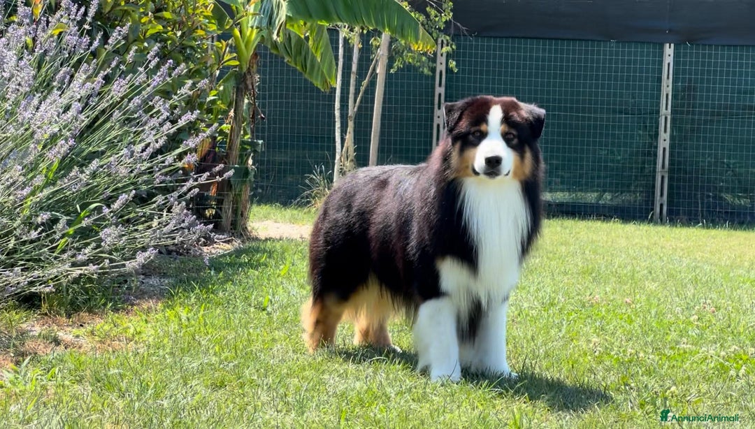 Australian Shepherd cani in vendita: Cuccioli Australian Shepherd con pedigree - Immagine 2