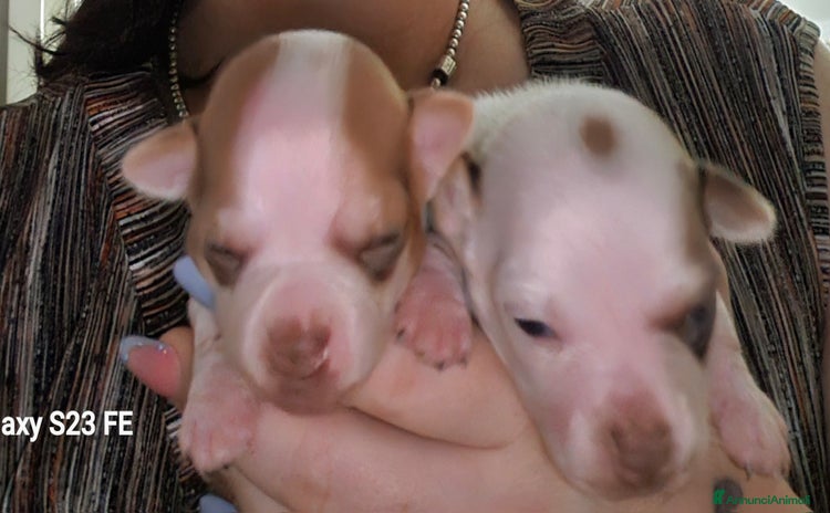 Chihuahua cani a Provincia di Sassari - Annuncio 2