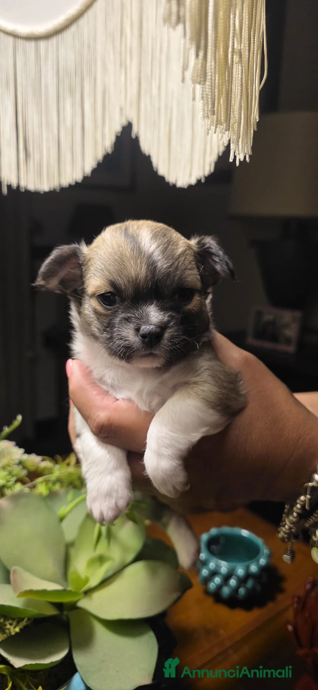 Chihuahua cani in vendita: Cuccioli di chihuahua disponibili - Annuncio 2