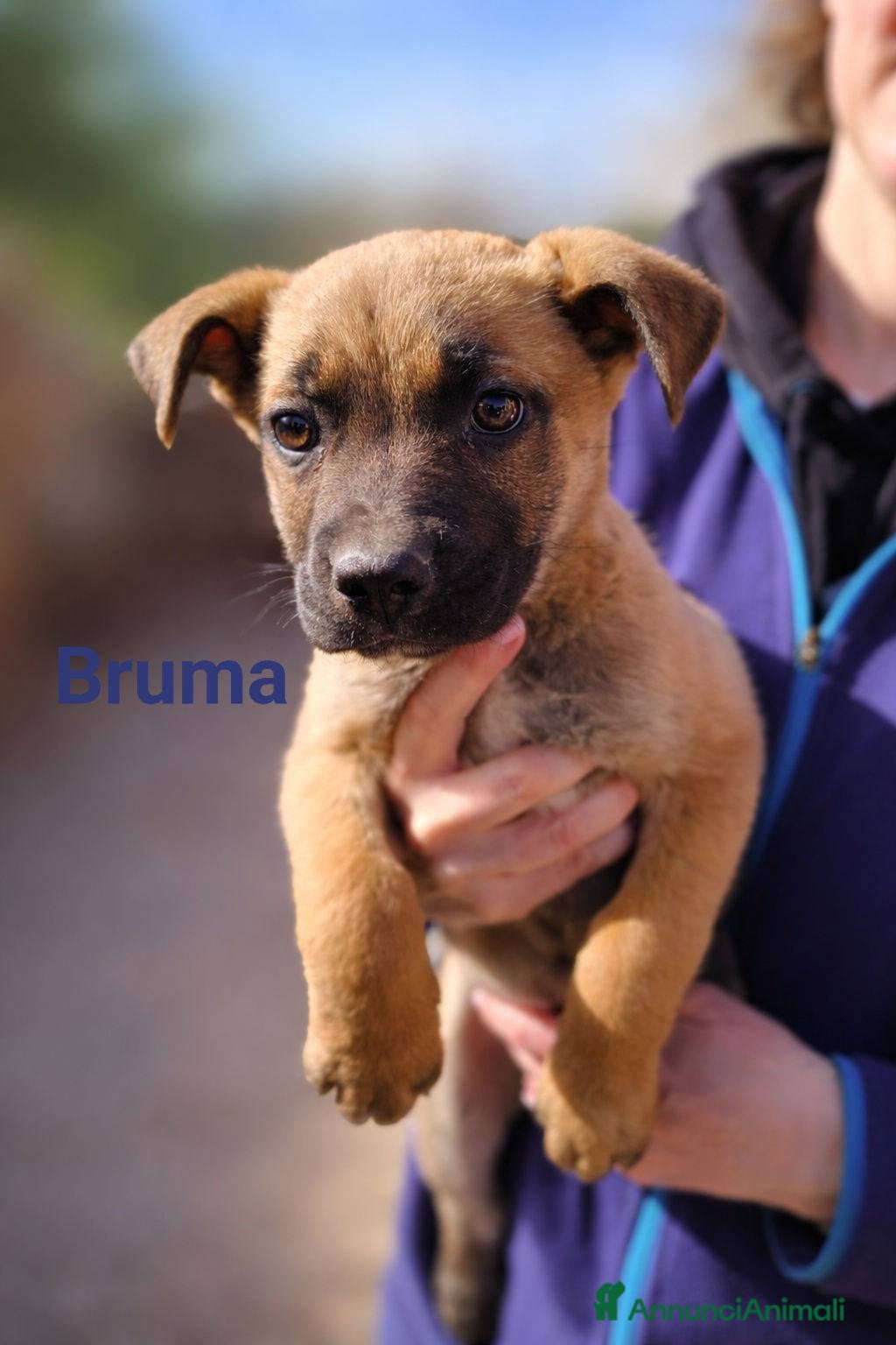 Meticcio cani Bruna Tigra e Kronos - Annuncio 42