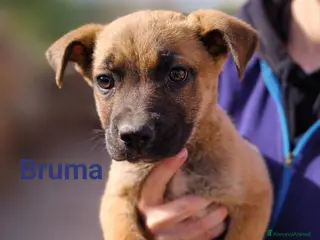 Meticcio cani Bruna Tigra e Kronos - Annuncio 42