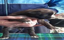 Boxer cani in vendita: boxer cuccioli a Turbigo - Immagine 5