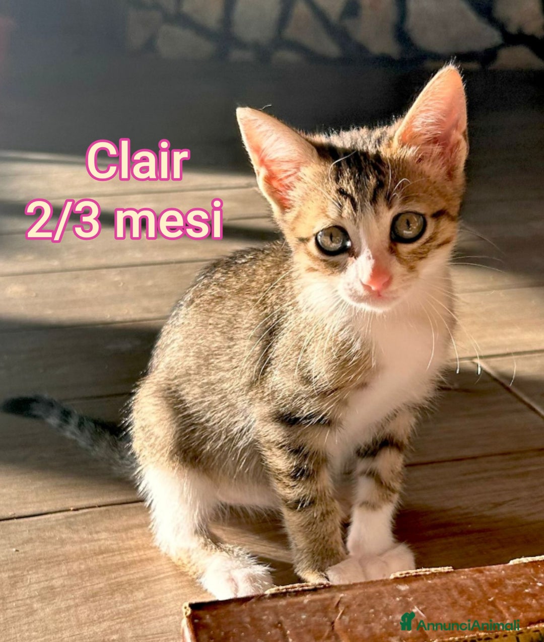 Europeo gatti in regalo: GATTINI ADORABILI IN CERCA DI CASA  - Annuncio 5