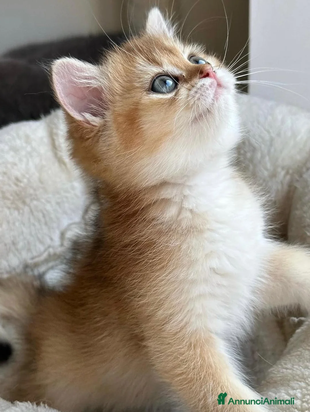 British gatti in vendita: Stupendi cuccioli di british shorthair golden NY12 - Annuncio 2