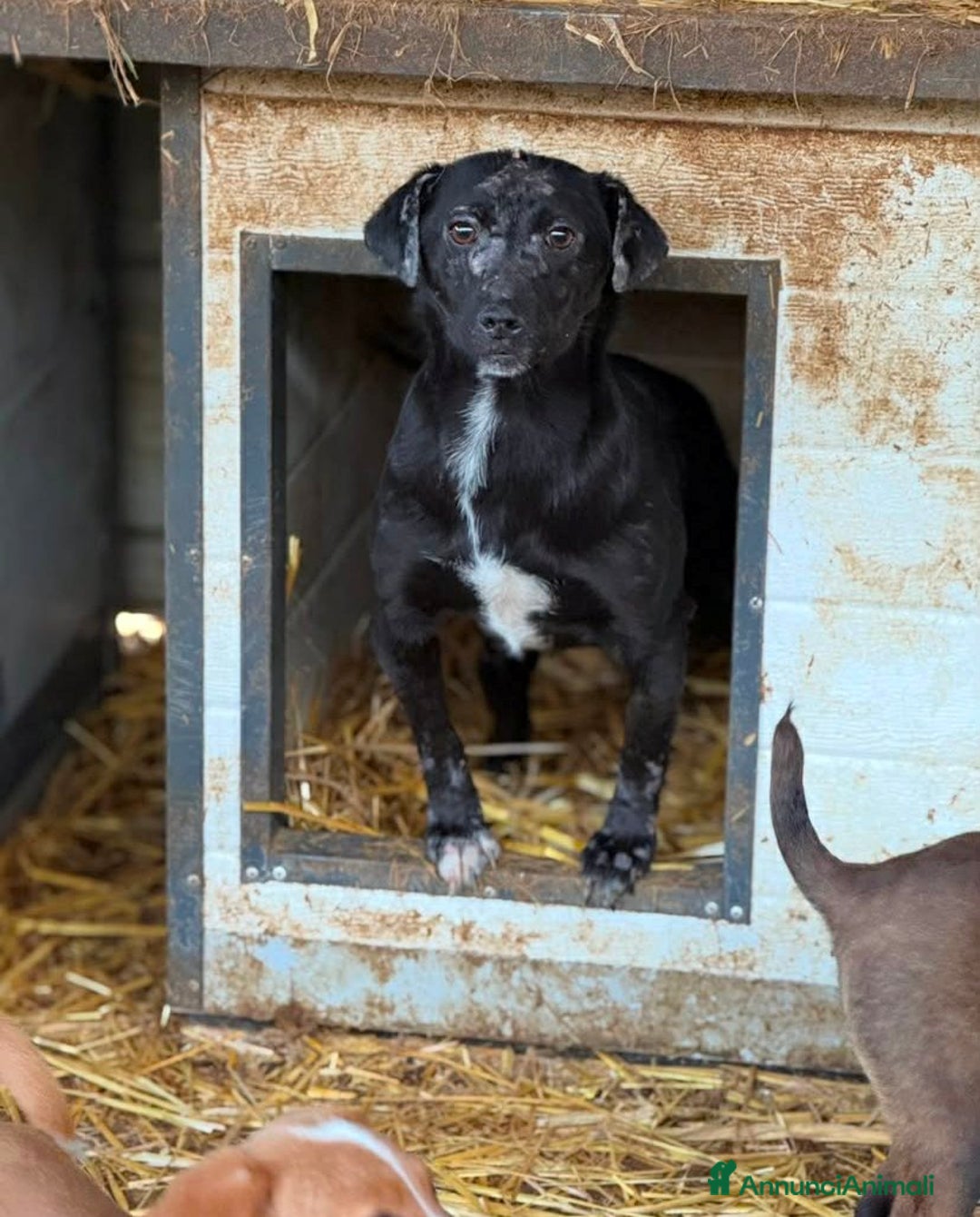 Meticcio cani in regalo: NOAH, dolce nanetto spennacchiato! Tg PICCOLA. - Annuncio 6