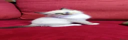 Ragdoll gatti in vendita: ragdoll con pedegree  a Provincia di Cremona - Annuncio 5