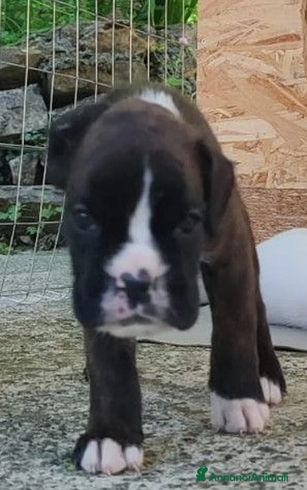 Boxer cani in vendita: boxer disponibili - Annuncio 2