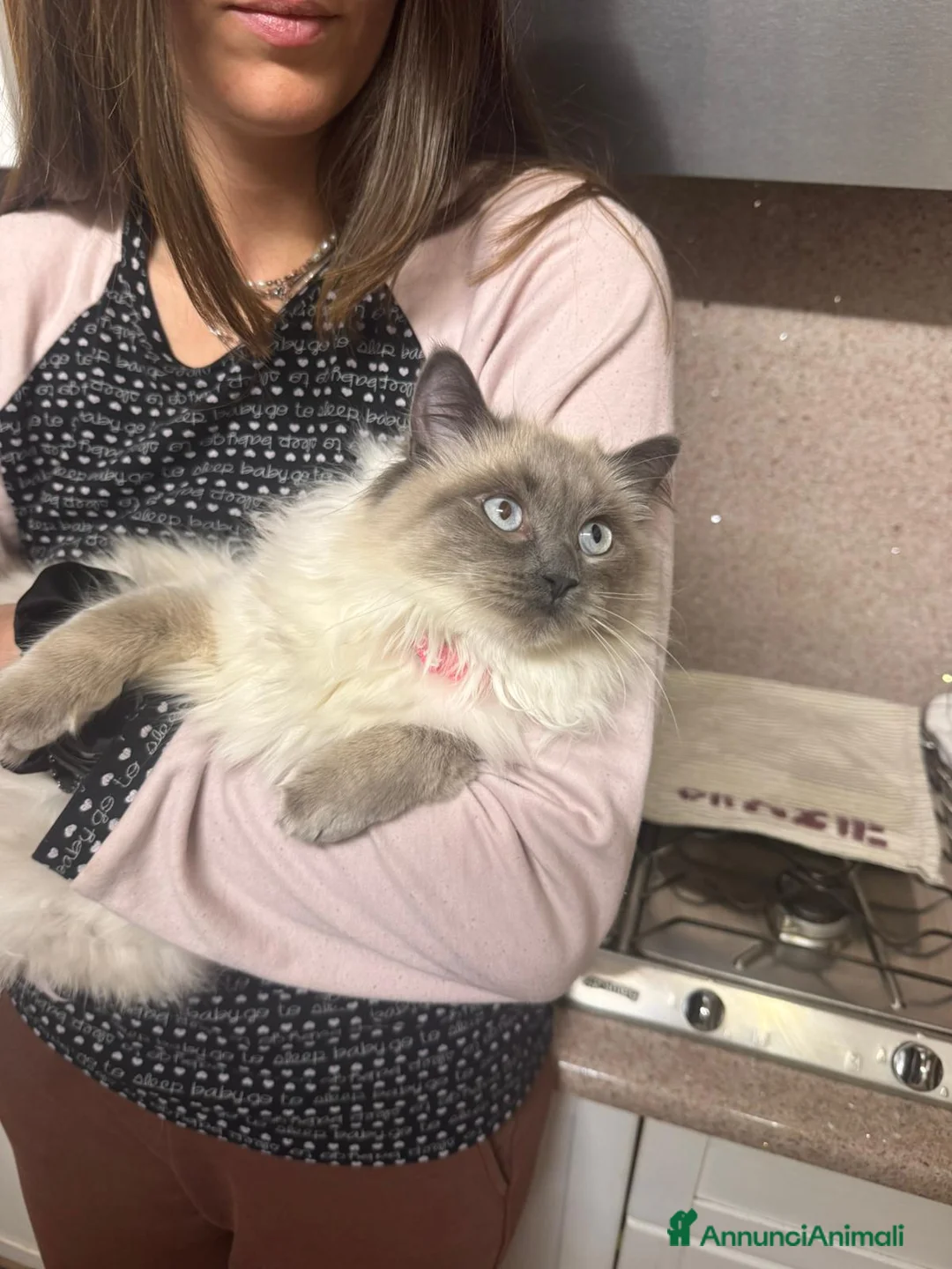 Ragdoll gatti per accoppiamento: Femmina Ragdoll blue point cerca maschio per acco. a Provincia autonoma di Trento - Annuncio 3