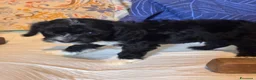Cavapoo cani in vendita: Cucciolo di cane CavaPoo  - Annuncio 7