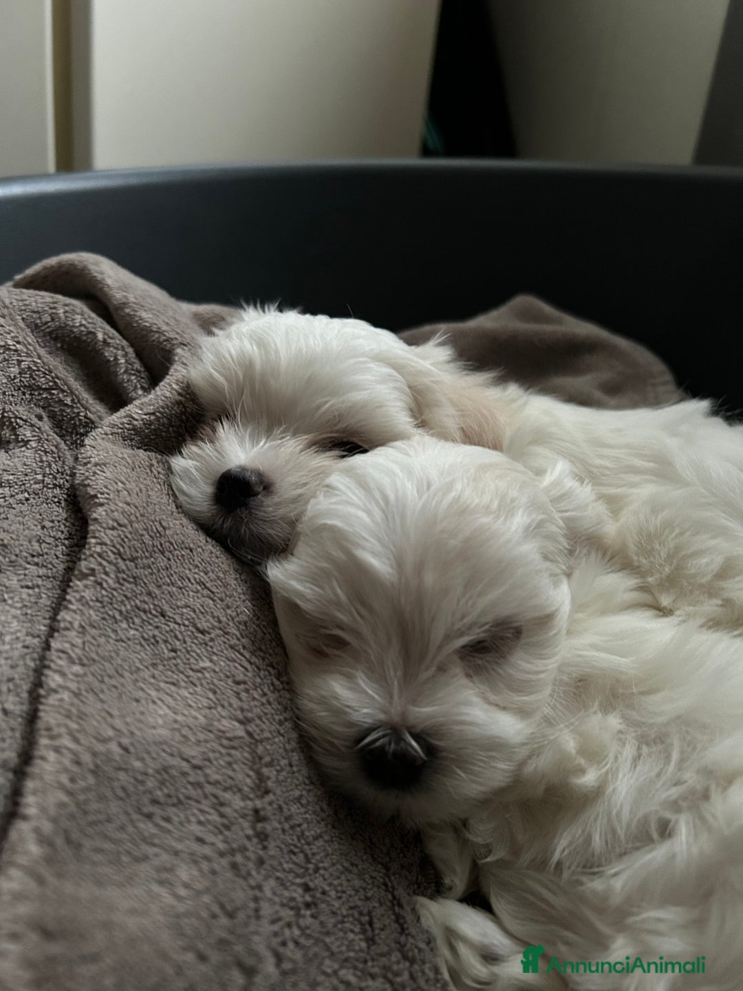 Maltese cani in vendita: Cuccioli Maltesi: Piccoli Tesori in Cerca di Casa - Annuncio 9