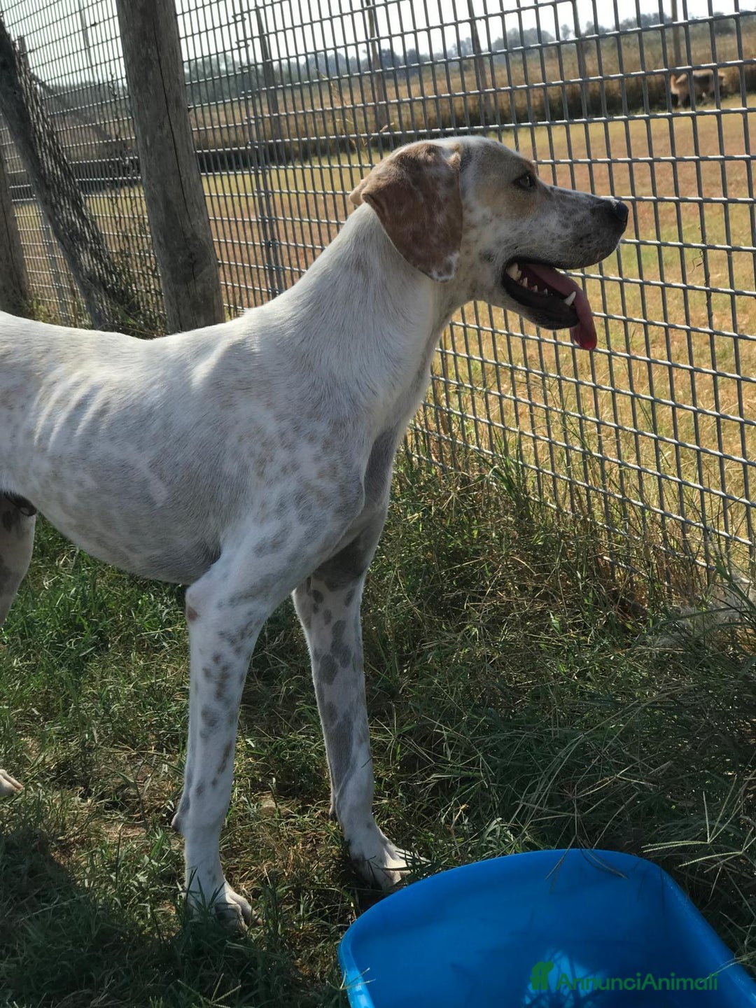 Meticcio cani in regalo: Premio come miglior amico dell’anno: Toro! a Provincia di Latina - Annuncio 6
