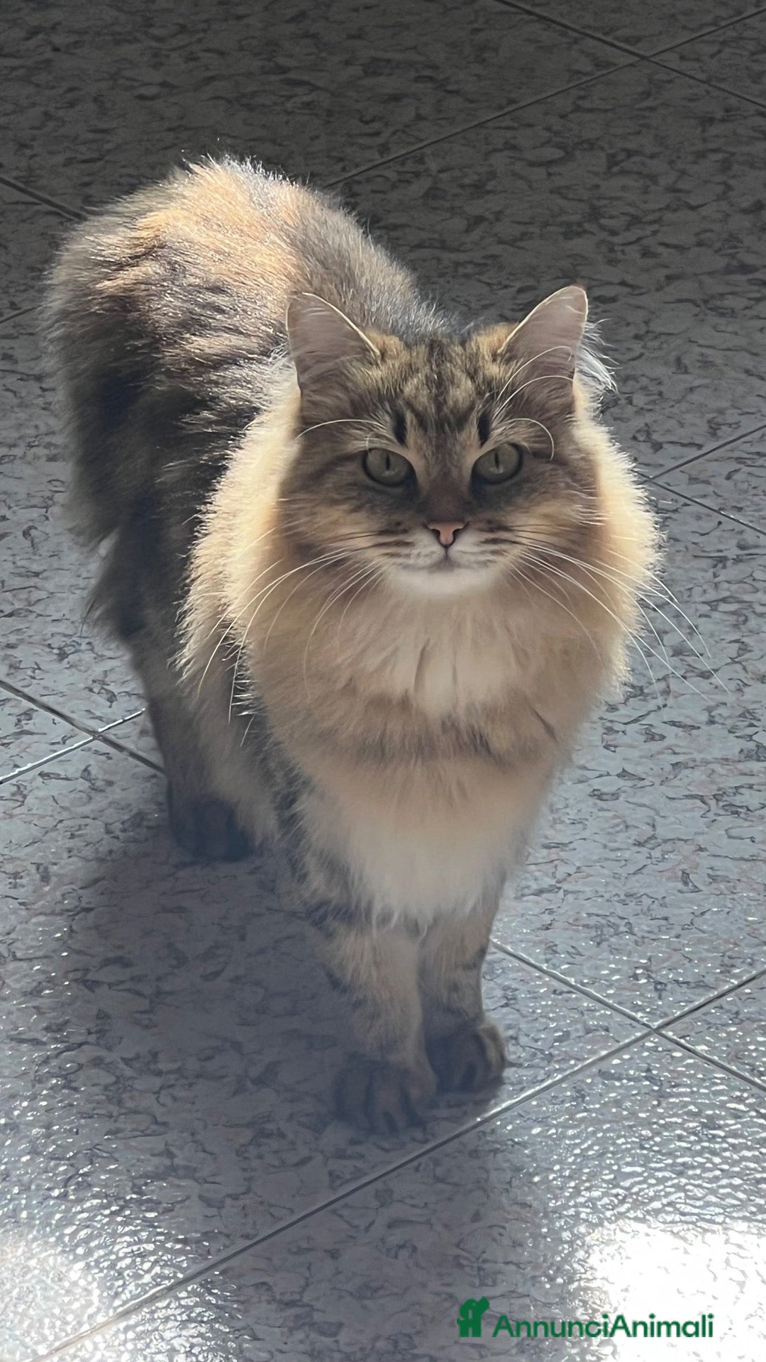 Siberiano gatti per accoppiamento: Freya Cerca fidanzato con pedigree [2 anni e mezz] - Annuncio 2