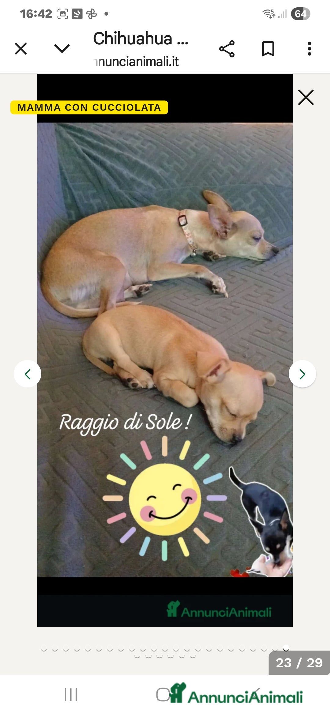 Chihuahua cani in vendita: Cuccioli chihuahua - Annuncio 18