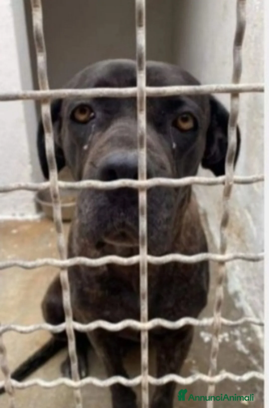 Cane Corso cani in regalo: Corso giovane,depressa,buona in box da 3anni!PUGLI a Città metropolitana di Milano - Annuncio 1