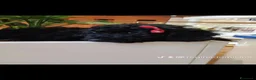 Barboncino cani in vendita: Barboncino mini toy - Annuncio 4
