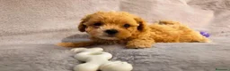 Maltipoo cani in vendita: Bellissimi Toy Maltipoo a Città metropolitana di Roma Capitale - Annuncio 7