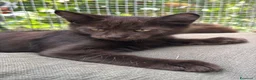 Maine Coon gatti in vendita: Maschietto nero di maine coon (Black Velvet) - Annuncio 27