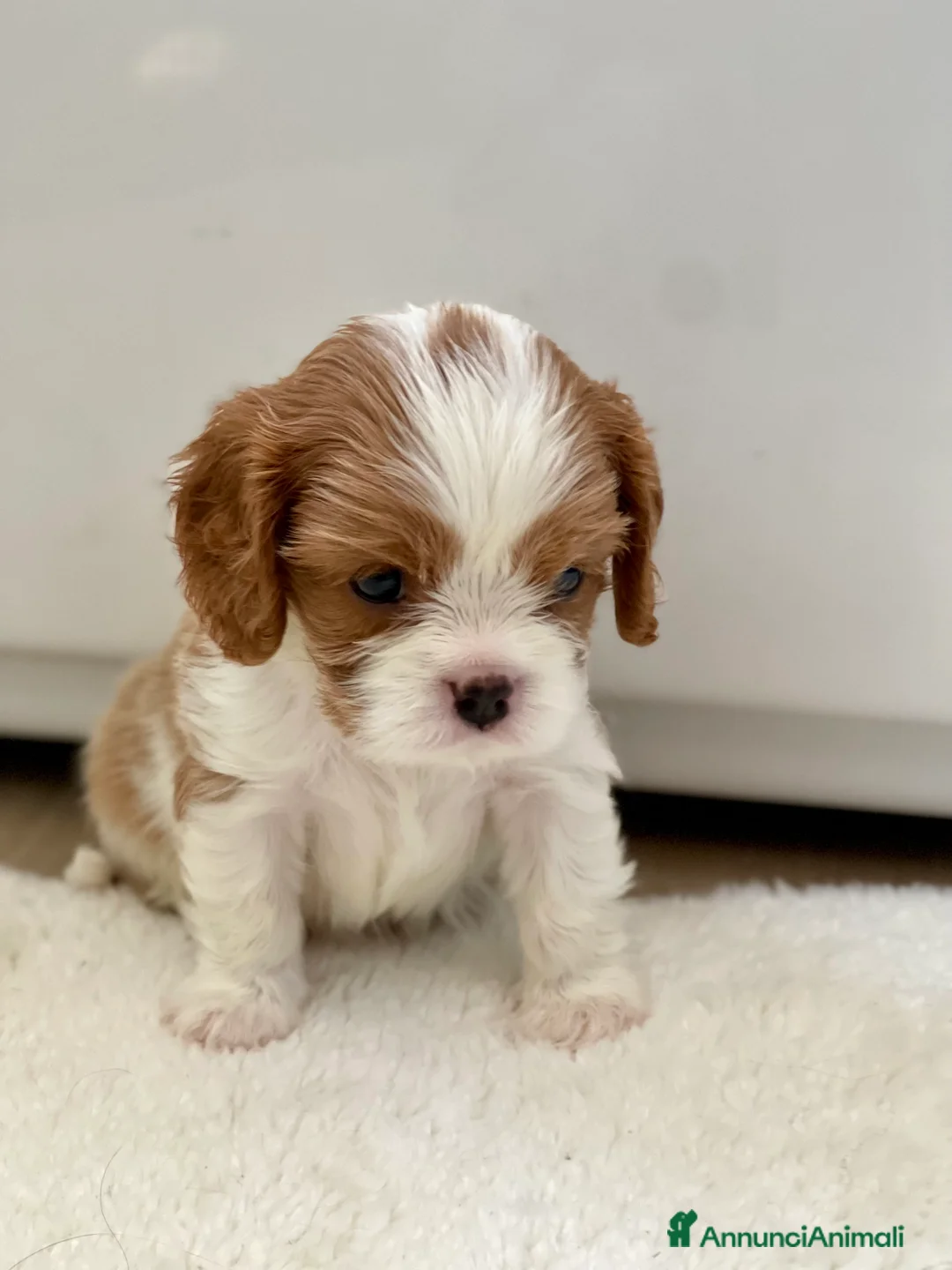 Immagine della galleria {{count}}