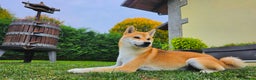 Shiba Inu cani per accoppiamento: Shiba Inu per accoppiamento - Annuncio 2