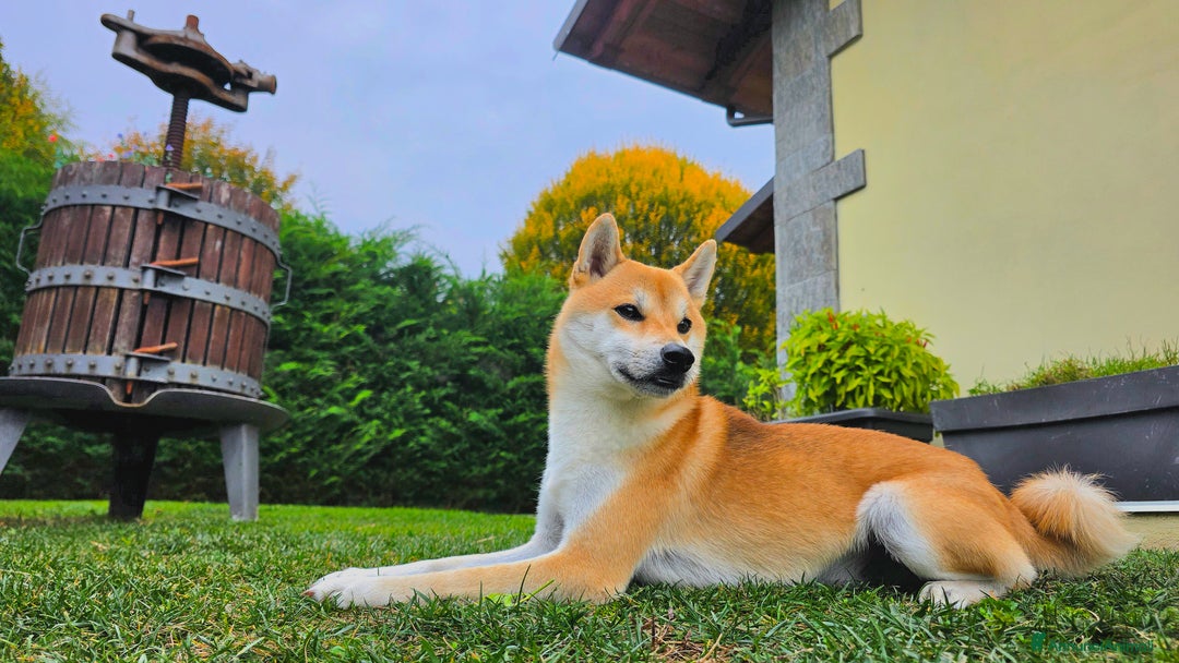 Shiba Inu cani per accoppiamento: Shiba Inu per accoppiamento - Annuncio 2