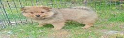 Spitz cani in vendita: Spitz piccolo volpino  - Annuncio 4