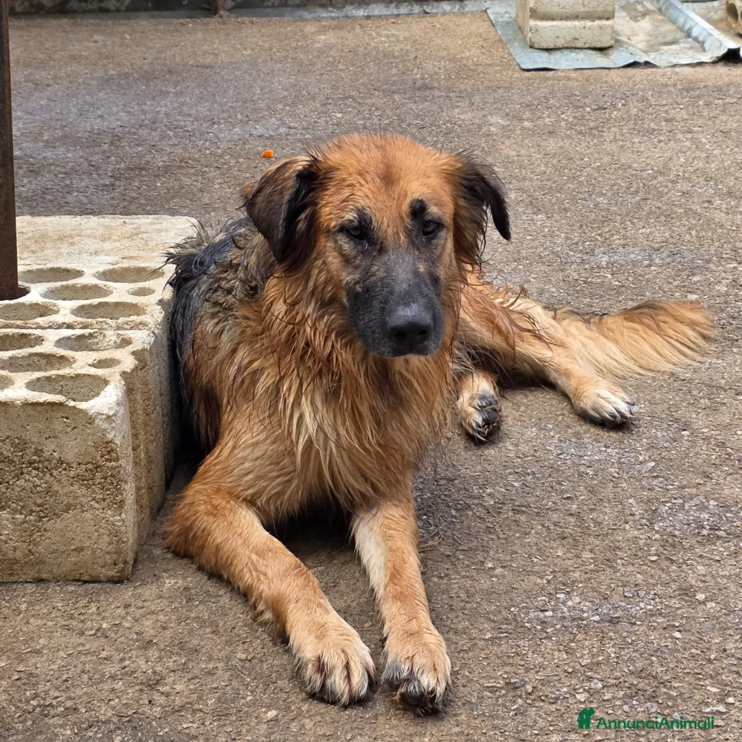 Meticcio cani in regalo: Panko, un coccolone tutto da adottare - Annuncio 7