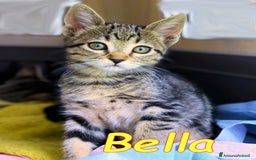 Europeo gatti in regalo:  BELLA LA SUPERTIGRATINA COCCOLOSA - Immagine 2