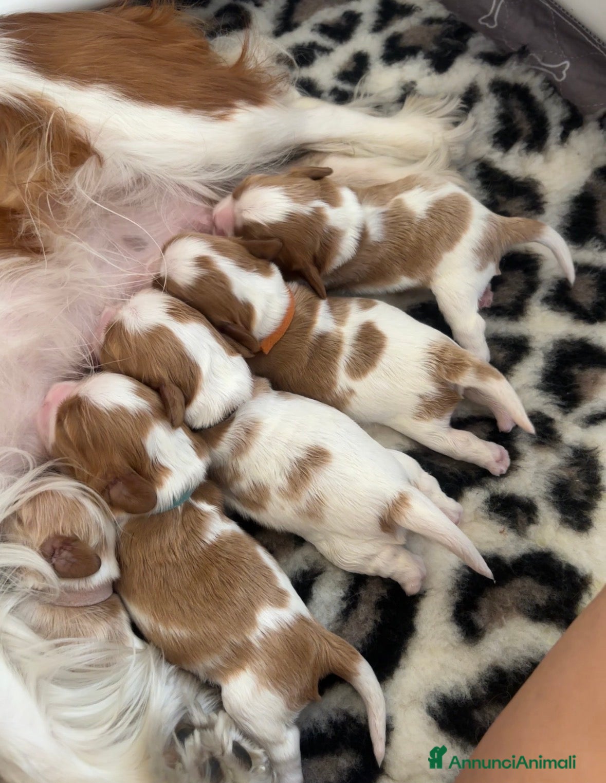 Cavalier King cani Cavalier King cercano casa - Annuncio 1