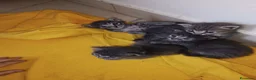Certosino gatti in vendita: Gattini - Annuncio 4
