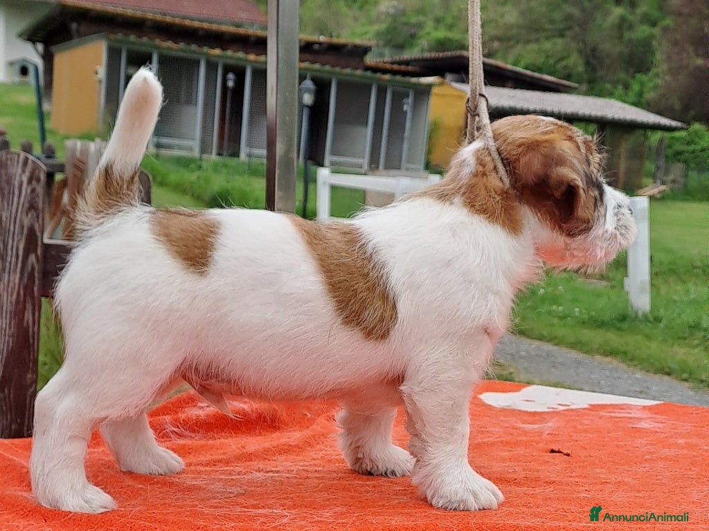 Jack Russell cani Cuccioli Jack Russell ruvido - Annuncio 2