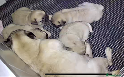 Carlino cani in vendita: Disponibili subito Eccellenti Cuccioli di Carlino  - Immagine 3