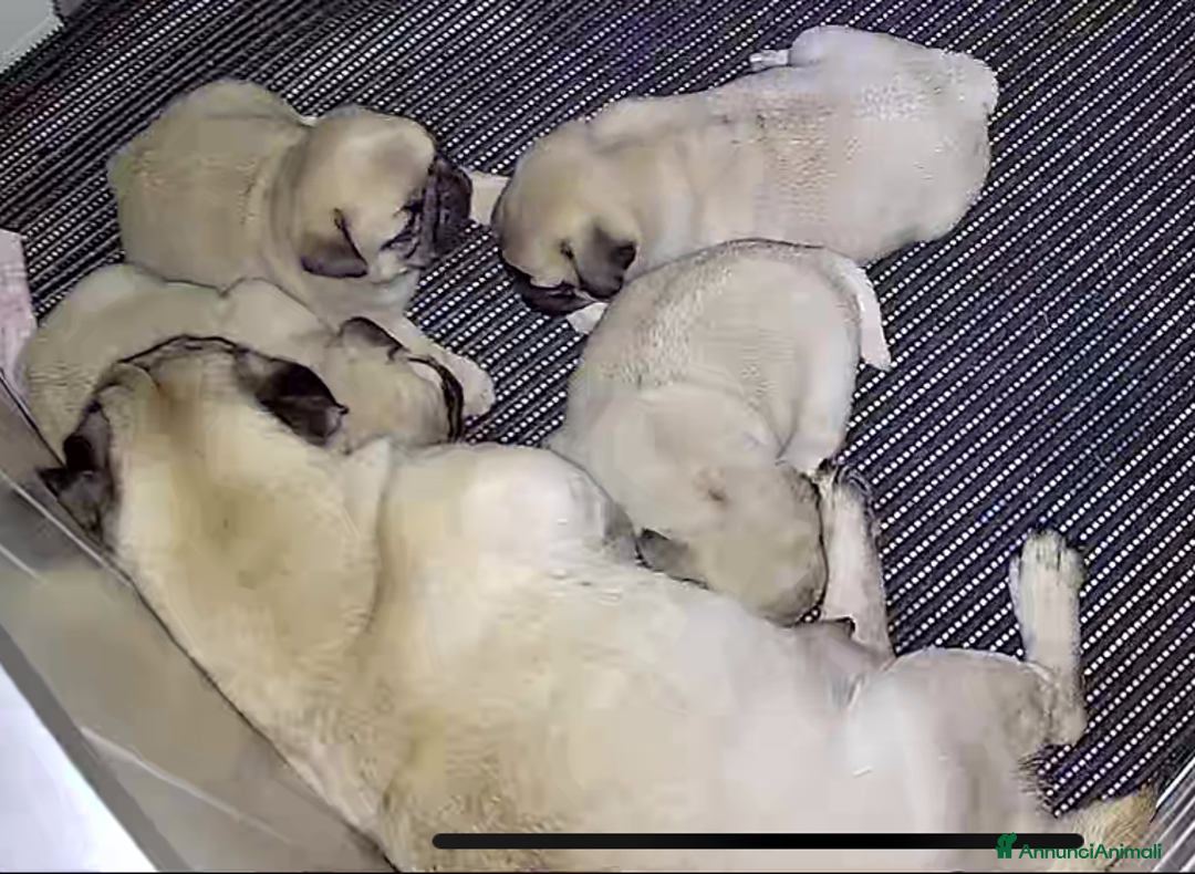 Carlino cani in vendita: Disponibili subito Eccellenti Cuccioli di Carlino  - Immagine 3