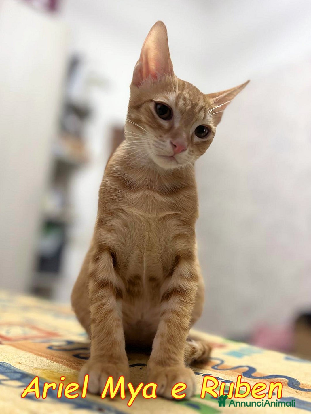 Europeo gatti in regalo: TRE GATTINI DOLCISSIMI CERCANO CASA - Annuncio 17