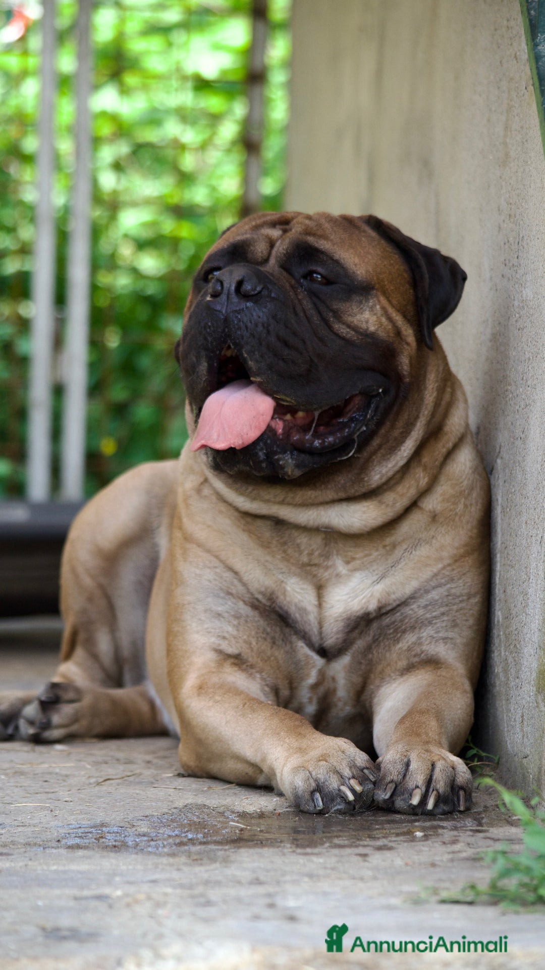 Bullmastiff cani per accoppiamento: Stallone disponibile - Annuncio 7