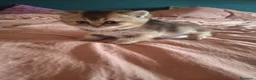 Scottish gatti in vendita: Gattini Scottish Straight  - Annuncio 11