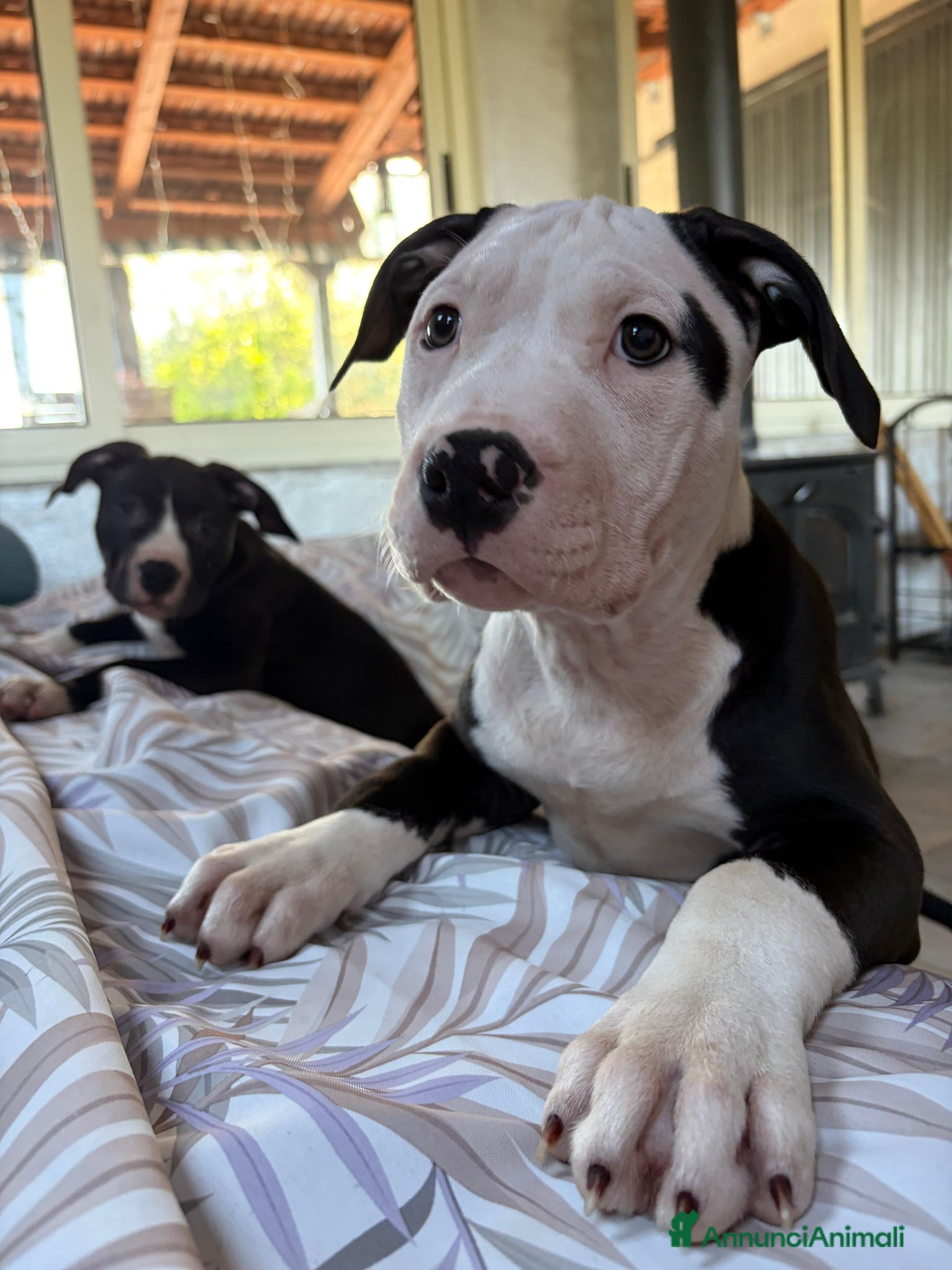 Pitbull cani Cuccioli pitbull  - Annuncio 1