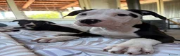 Pitbull cani in vendita: Cuccioli pitbull  - Annuncio 1