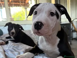 Pitbull cani Cuccioli pitbull - Annuncio 2