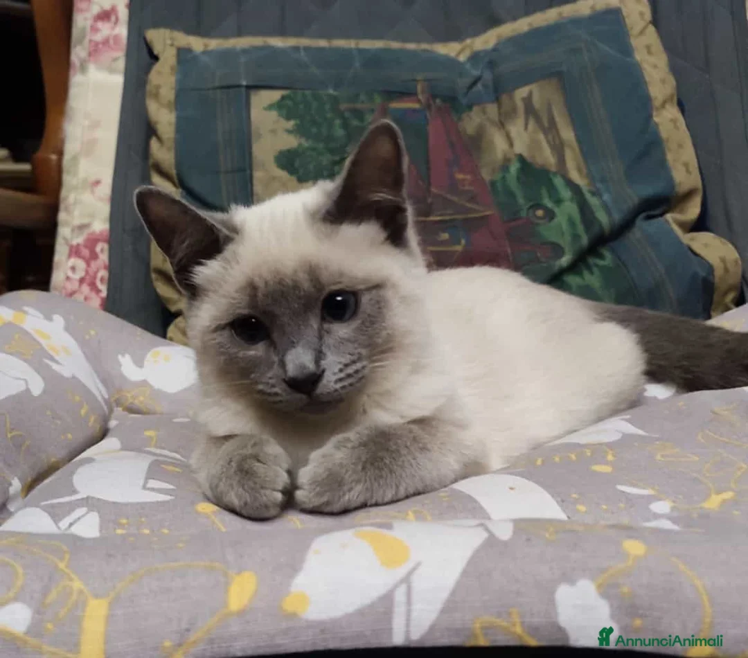 Siamese gatti in vendita: Bellissimi Thai - Annuncio 14