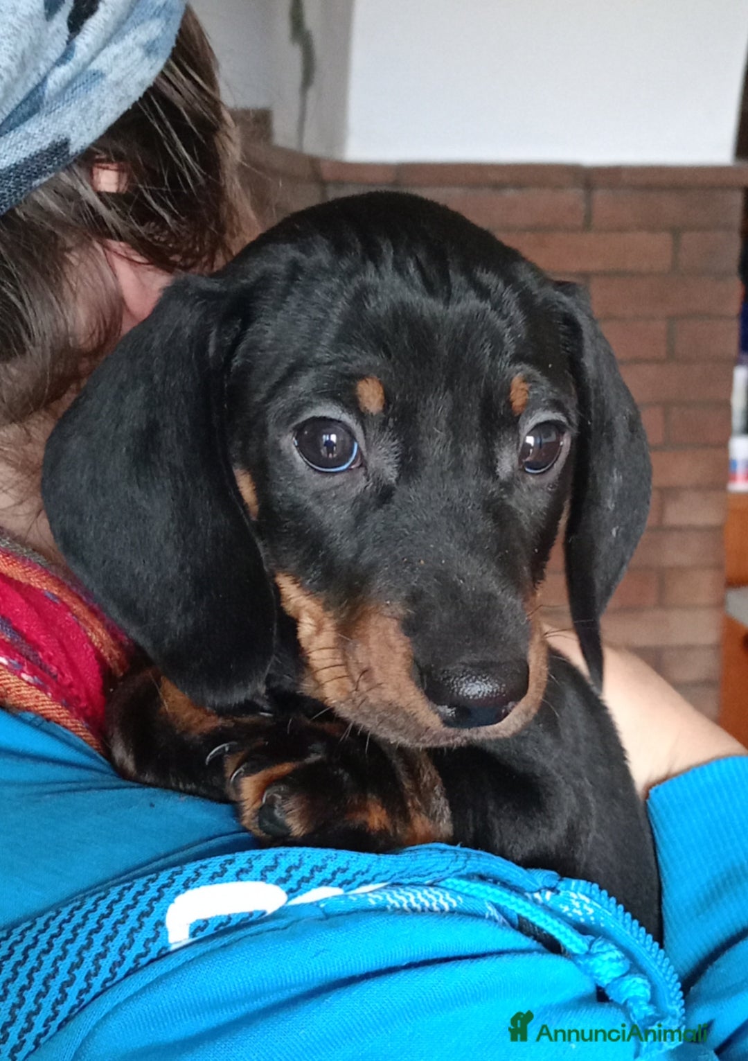 Bassotto cani in vendita: Bassotto tedesco standard a pelo corto - Annuncio 3